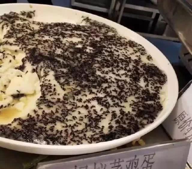 鸡蛋|被大学食堂逼出来的坚强，“蚂蚁蒸鸡蛋”上榜，学生却难以下嘴
