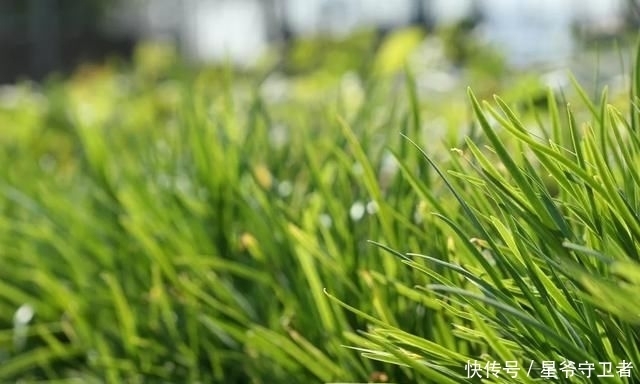 还要|在家种个菜都这么美,还要什么花园?