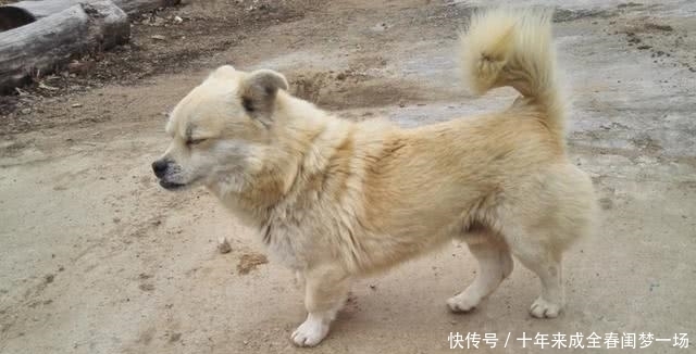 细说|狗贩子为何喜欢高价收购十年以上的老狗?细说你不知道的三点秘密