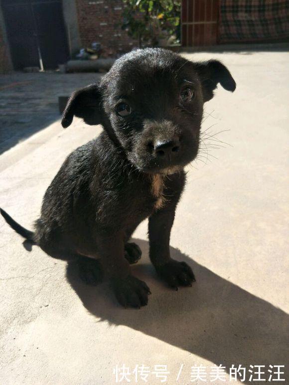 女孩|流浪狗眼巴巴的盯着女孩要吃的,邻居看到后:小土狗太掉价