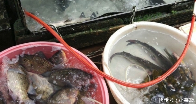 野生|这三种鱼,目前为止没办法人工养殖,所以放心买着吃吧