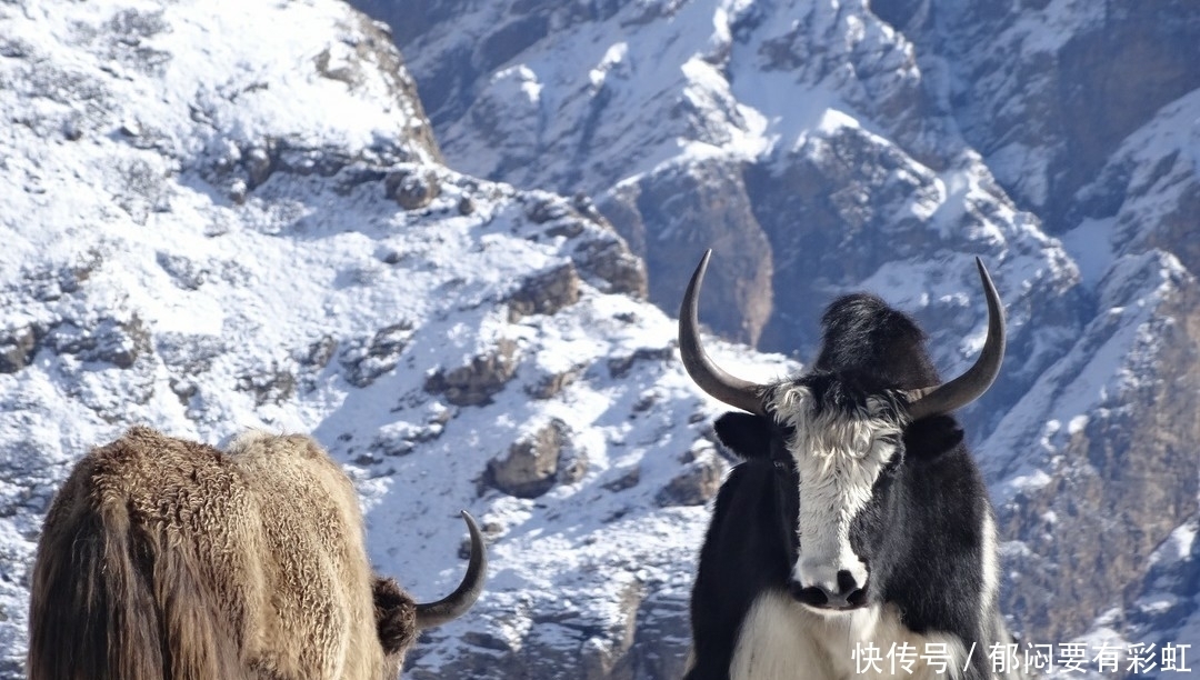 轻松|未来十天内财神降临地四大生肖,轻松发财,看看有没有你