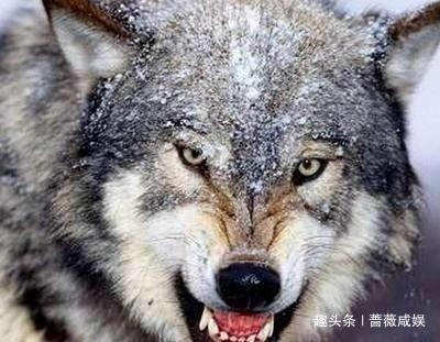  龙生九子|龙生九子，为什么它们长得不一样，它们的母亲都是谁