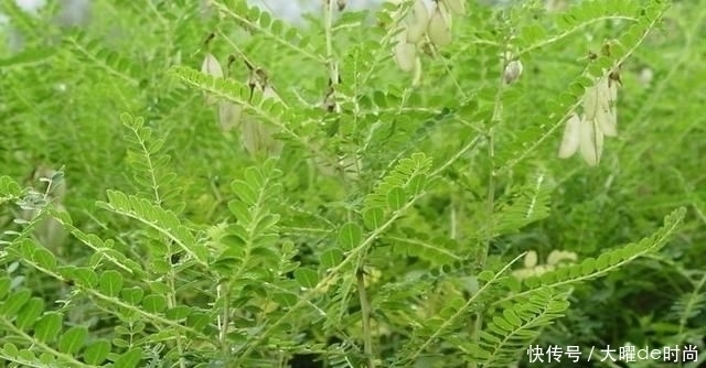 植物|农村的野生黄芪什么样?和野刺蒺藜是一种植物吗?怎么分辨?