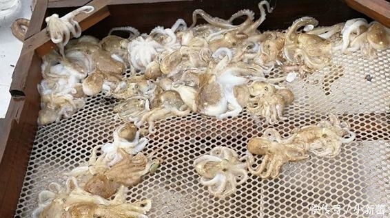 海鲜大餐|老妈花100元买8斤海鲜,请吃海鲜大餐,到家我傻眼,涨知识了