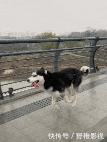 嫦娥|搞笑GIF:嫦娥姐姐是你吗?我是天蓬啊