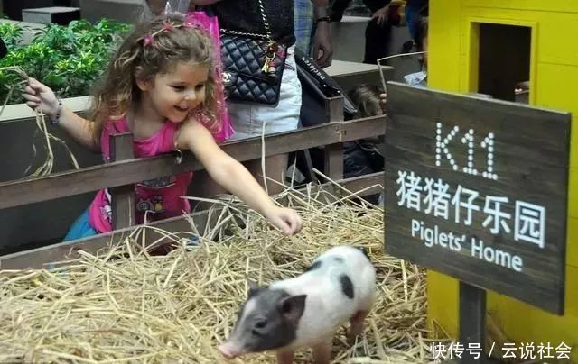  蓬元帅|网上买宠真实性堪忧：470块的小香猪几年后变成200斤“天蓬元帅”