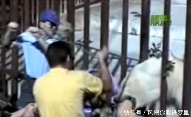 咬住|美女在动物园被北极熊咬住腿,游客说:放她走