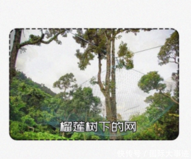  欧美|最会“惹事”水果，曾数次大闹欧美，堪称老外眼中的“生化武器”