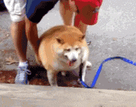 入口|搞笑GIF：小伙子，按照这个牌示，很可能这里就是入口，不要有怀疑，下去吧