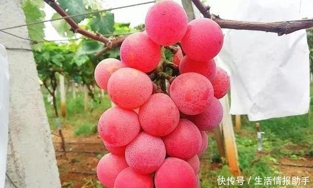 品种|网红李子柒推荐的葡萄品种，口感美味营养丰富，新手可种植