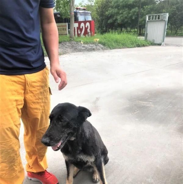 领养|泪目退役搜救犬被领养1天就走失，徒步8公里“回家”只为因这个