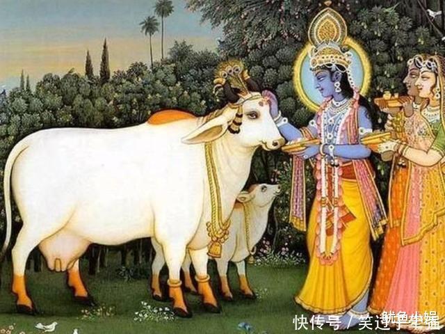 神奇|为什么印度人都爱喝“牛尿”,它真的这么神奇吗