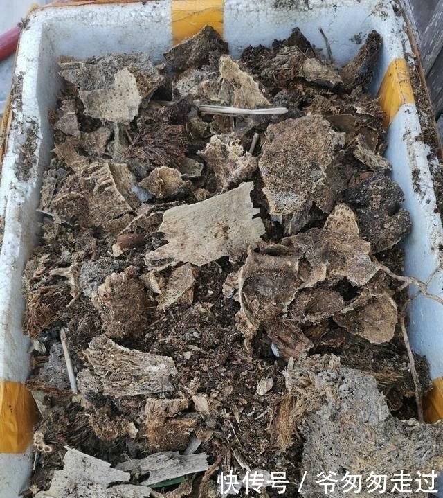 大哥|农村大哥,专门挖这种土养花,不花钱开花真旺!