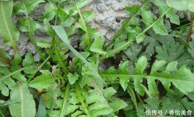 寿菜|被人称为“万寿菜”,以前知道的人很少,现在很多人都会吃!