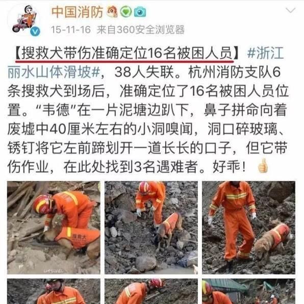  领养|泪目退役搜救犬被领养1天就走失，徒步8公里“回家”只为因这个