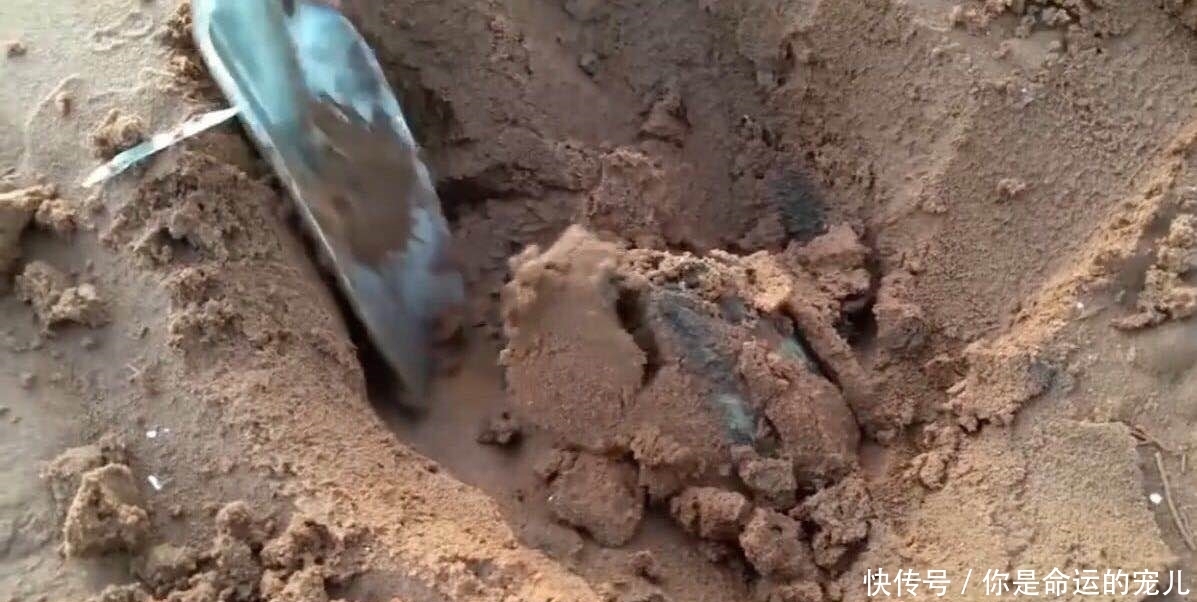 宝贝|男子海边看到洞就挖，顺着挖下去，全是“宝贝”可是赚大了