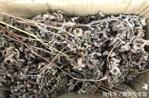 化酒|每年280万人是“喝没”的!化酒为水,这些比解酒药靠谱