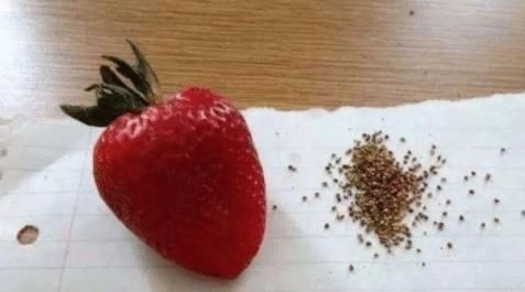 草莓|“强迫症”怎么剥水果西瓜抛光草莓去籽,看到石榴I服了YOU