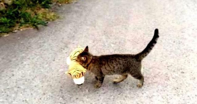 小老虎|猫咪叼回一只小老虎,主人看到瞬间被吓坏,仔细一看却不禁笑出声