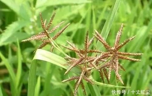 头疼|中国人终于头疼了!由于数量过多,不得不开着挖掘机“铲掉”