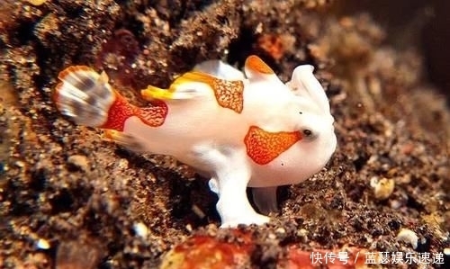 博氏孔鲬|海洋“假面舞会”开场!顶级“伪装大师”就是它!