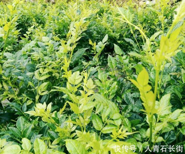  找到|增强孩子抵抗力的“天然水”被找到了，防病又固本，体质弱要多喝