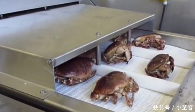 外国人|外国人用“螃蟹机”处理螃蟹,40秒一只,中国人没灵魂的吃法