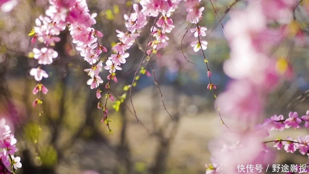  越来越好|8月财运一片红火，事业有成，生活大有盼的头四生肖