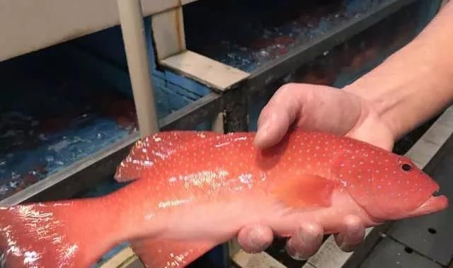 海鲜|世界上65种珍奇海鲜,贝爷都不敢说全部吃过,你吃过几种