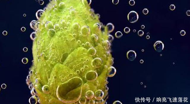 民间|它是制作啤酒的材料,目前100元一斤,民间山里就有,认识吗