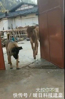 美人鱼|GIF搞笑趣图: 海边拍照要注意, 一不小心让你变成美人鱼