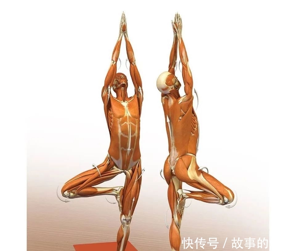  正位|28个常见瑜伽体式解剖图，正位、发力一目了然（收藏级！）