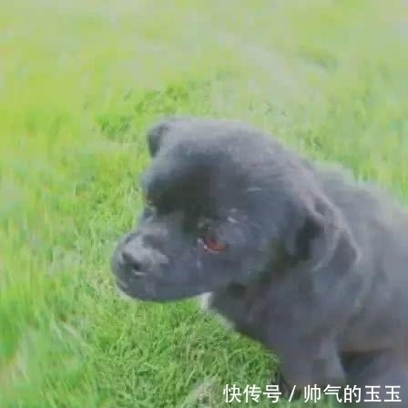 伤害|“我从没伤害过人,但还是被打死了 ”