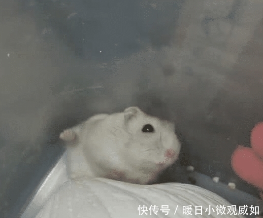 动作|主人常对仓鼠竖中指，两个月后再尝试，仓鼠一动作让主人笑喷