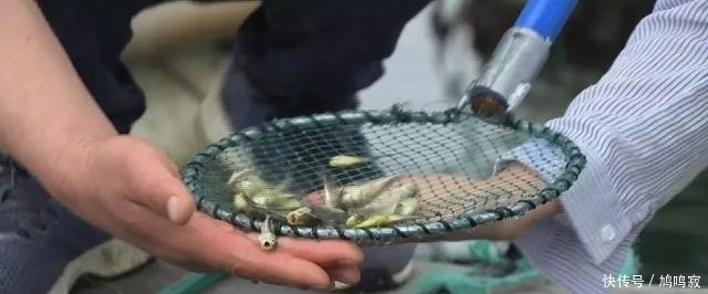  换来|他为让它多活一天，赌上一切付出八年，换来3000万