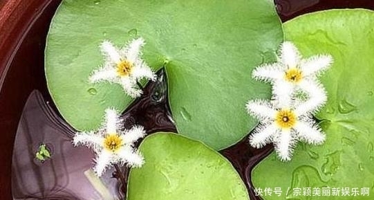 夏季|夏季在家盆栽植物担心养不好?不如选这3款,天热照样好养活