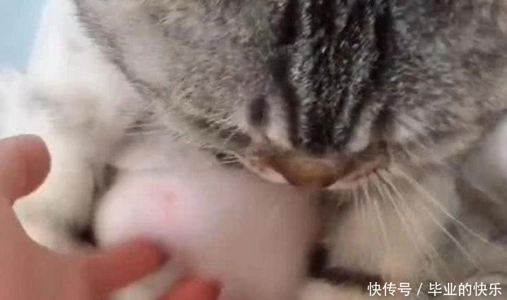  主人|主人说猫咪有啤酒肚，猫咪的反应，让人笑喷了
