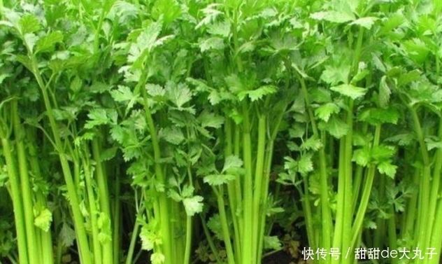 难吃|买芹菜时，遇到3种就算打折员工也不买，难吃又筋多