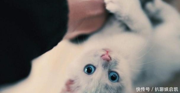 本草纲目|人为什么不吃猫肉?李时珍《本草纲目》中有记载,古人已经试过了