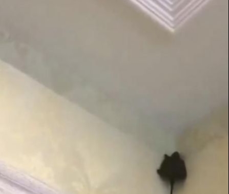 女儿|女子到房间哄女儿睡觉,抬头看见一只“蝙蝠”,老公惊喜了