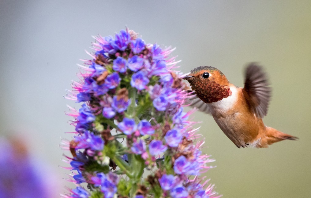  世界|世界上最小的鸟和蜜蜂差不多大，身体长度不超过5厘米，非常轻