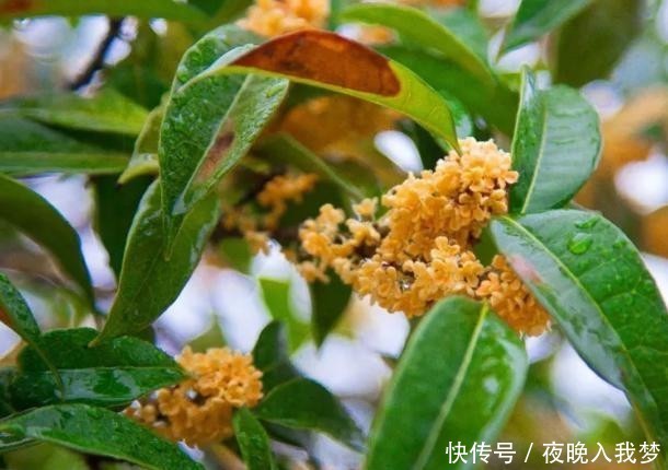 扦插|9月养桂花,一夜间十里飘香!选些枝干扦插,30天就能移栽