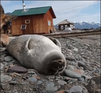可爱|海豹宝宝闯进小村落,狗妈妈主动把它当孩子照顾!这组合太可爱了