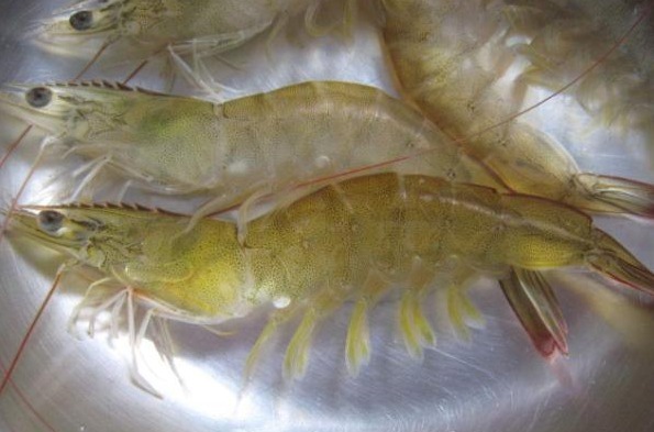 到底|煮虾时,到底需要去虾线吗大厨告诉你正确答案,别再瞎弄了