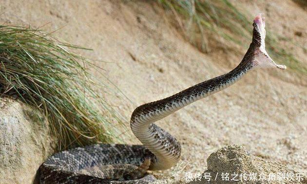 会导致|被毒蛇咬伤怎么办?用嘴吸毒液或割肉放血都是错的