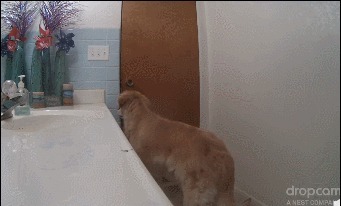 躲进|主人不在家,12岁狗狗怕打雷躲进厕所,一系列举动乖巧得让人心疼