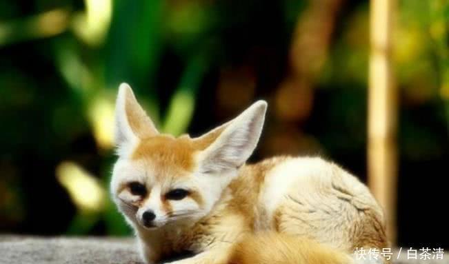  动物|4种可爱的野外动物，你知道几个