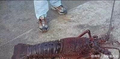 海鲜|海鲜大全, 你能认出多少