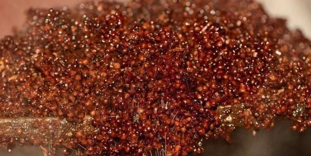 酱香型白酒|为什么领导们只喝酱香酒?如何能买到一瓶好的酱香酒?答案在这里